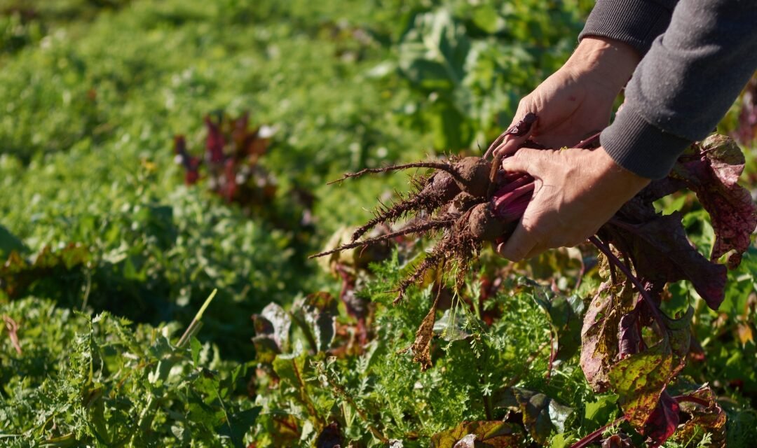 ASISTENCIA ALIMENTARIA PEQUEÑOS PRODUCTORES
