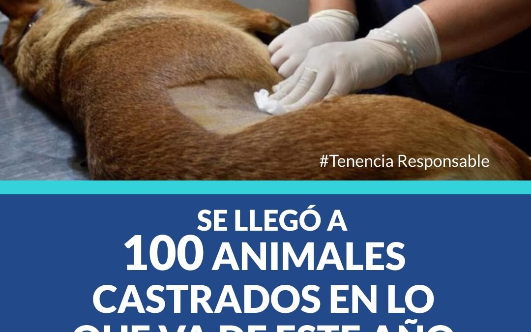 LLEGAMOS A 100 CASTRACIONES CANINAS Y FELINAS