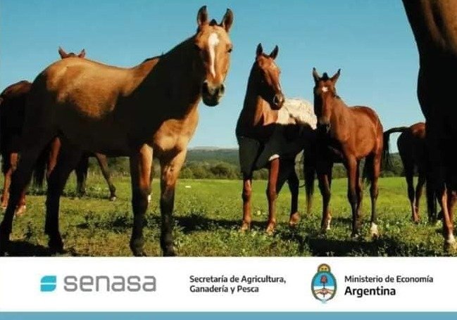 COMUNICADO: SITUACIÓN SANITARIA EN EQUINOS