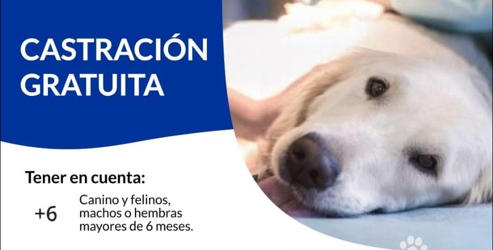 CASTRACIÓN GRATUITA