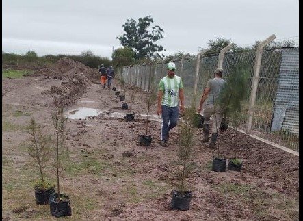 PLANTACIÓN DE ÁRBOLES EN PERIMETRO PILETAS ANAERÓBICAS