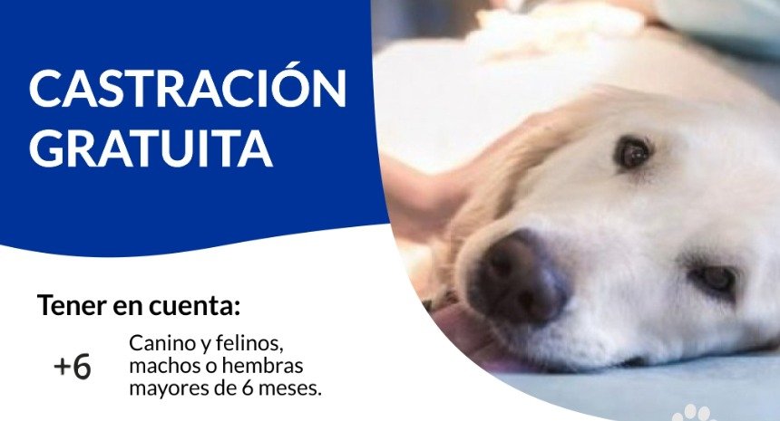 CASTRACIÓN GRATUITA